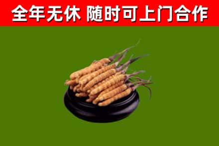 西塞山烟酒回收冬虫夏草.jpg